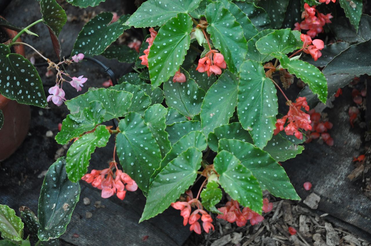B. ‘Coral Chimes’